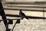 Young seagull