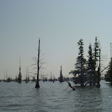 Lake Marion is full of trees and stumps. Some you can see, some you cant.