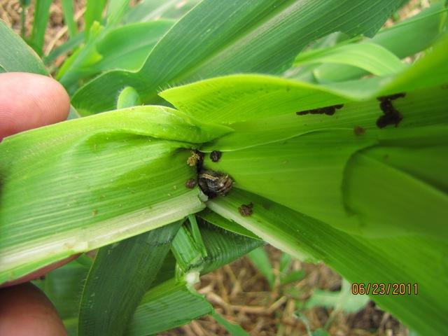 [IMG_2440%255B3%255D.jpg]