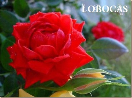 rosa-LoBocAs-5007