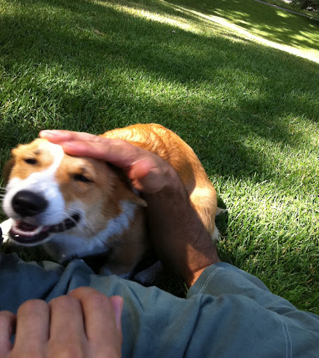 Canine researchers generate varying bids for silliness behavior and assess triggers for their respective silliness eliciting strength (SES). Canine researchers generate varying bids for silliness behavior and assess triggers for their respective silliness eliciting strength (SES).