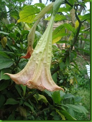Brugmansia bicolor