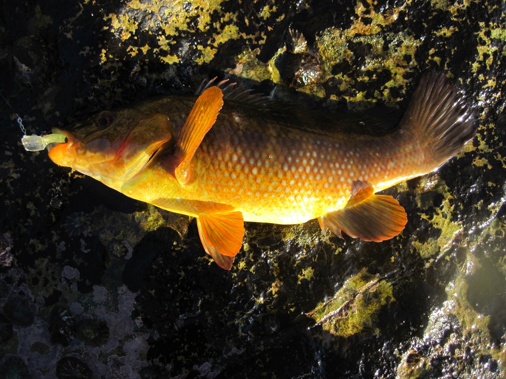 [IMG_1379%255B21%255D.jpg]