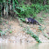 A quick glimpse of a very shy otter