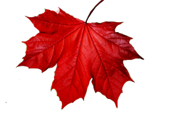 red-leaf