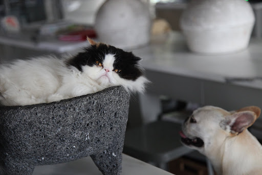 Yoo-hoo!  Tang!  Why are you asleep in Martha's molcajete?  Were you dreaming of guacamole?
