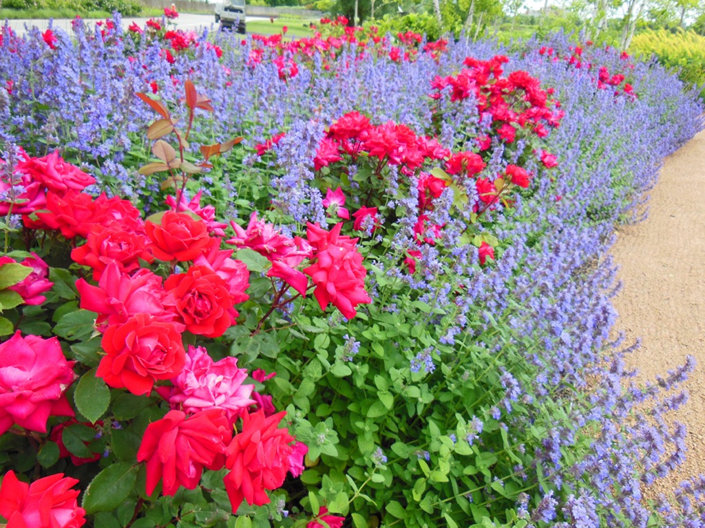 [CBG%2520Flowers%25205%255B5%255D.jpg]