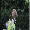 Crested Serpent-Eagle --- Spilorniis cheela_01.jpg