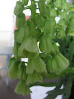 I loved these drippy green blossoms.