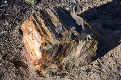Multicolored Petrified Tree...when cut into slabs for tabletops are worth thousands of dollars