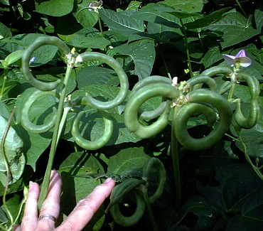 [Pretzel%2520Bean.png]