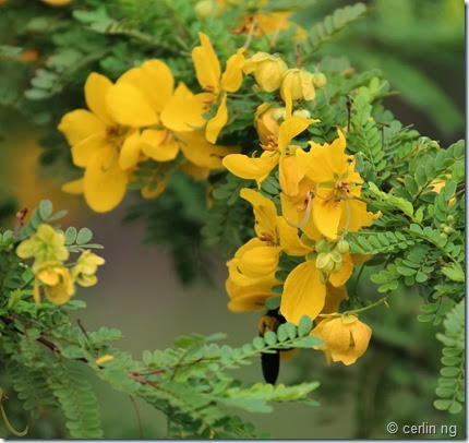 senna polyphylla senna polyphylla