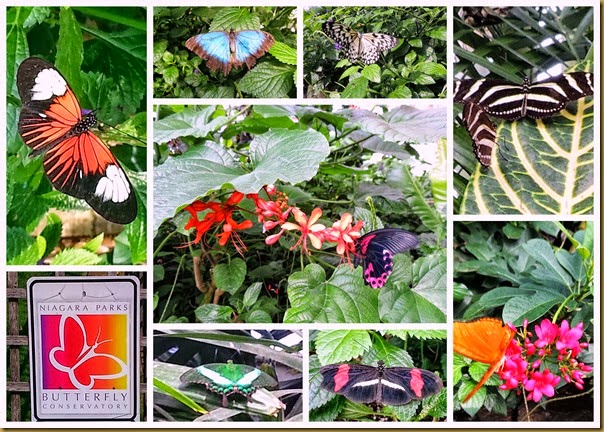 butterfly collage