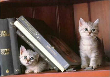 two-hidden-kittens-spotted-cats-cute-kittens-fun-сфеб-kittens-Gatos_large