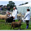 Sheep 011.jpg