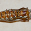 Mexican Fritillary Pupa