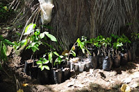 pinoyecofarm november_0061.JPG