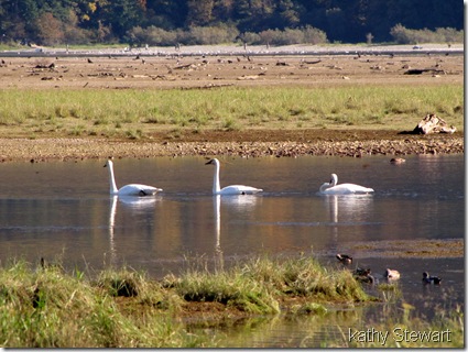 First Swans of the season