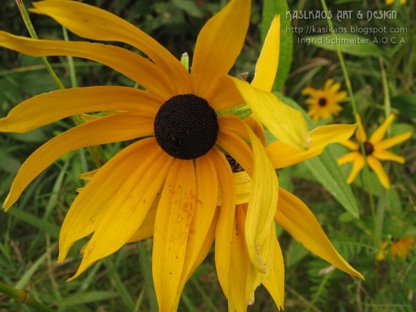 [cone-flower%255B4%255D.jpg]