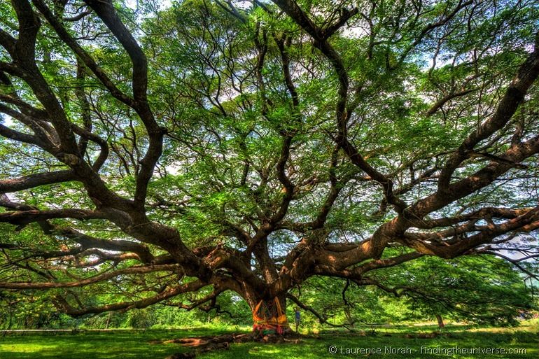 Big tree Monkey Puzzle Kanchanaburi