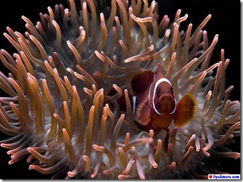 australia corales (10)