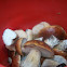 Boletus edulis