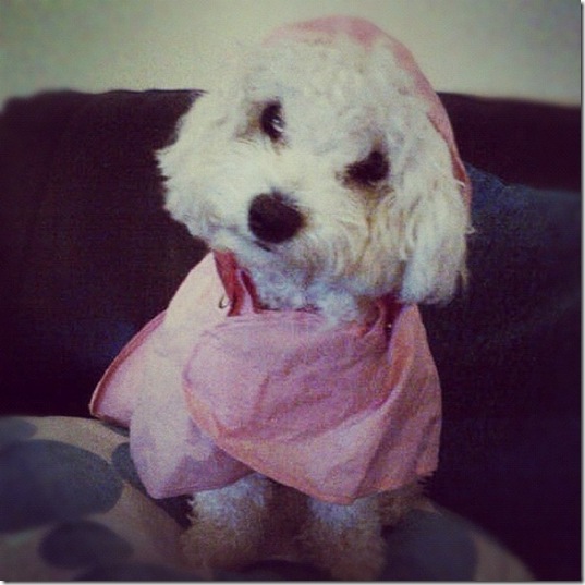 hurricane-sandy-dogs-28