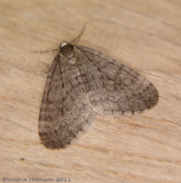 [winter-moth%255B2%255D.jpg]