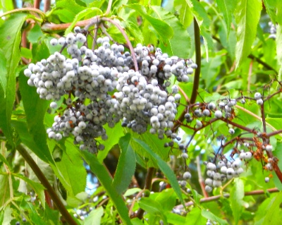 DSCN9706.jpg DSCN9706