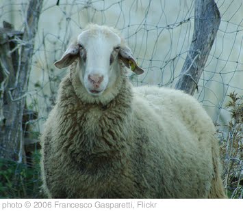 'Sheep Close-Up' photo (c) 2006, Francesco Gasparetti - license: http://creativecommons.org/licenses/by/2.0/