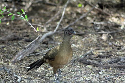 chachalaca 20132