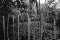 Chestnut-Fencing-2