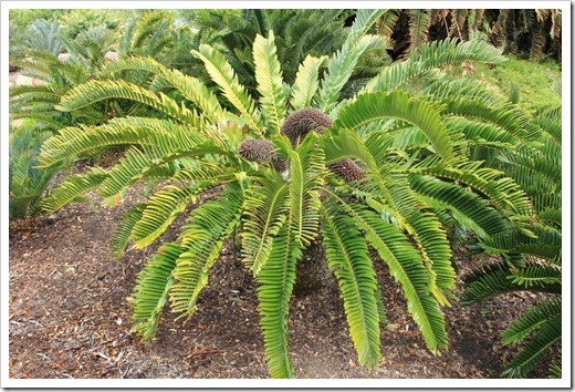 130403_Lotusland_Encephalartos-longifolius_03