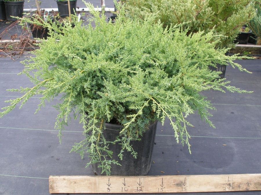 [juniperus20chinensis20pfitzerana20ka%255B2%255D.jpg]