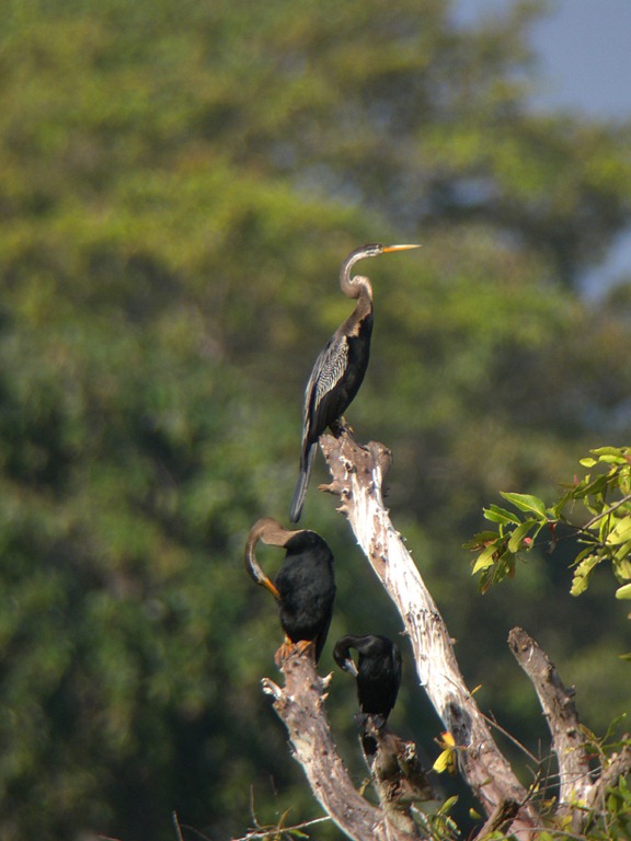 [Darter%2520ad%255B5%255D.jpg]