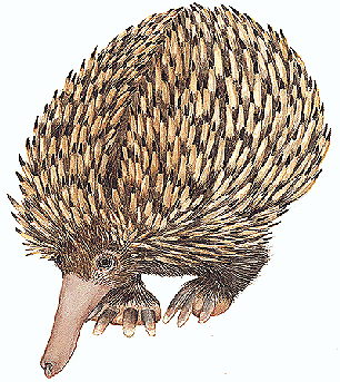Prototheria-echidna Prototheria-echidna