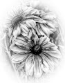 Black-eyed Susans