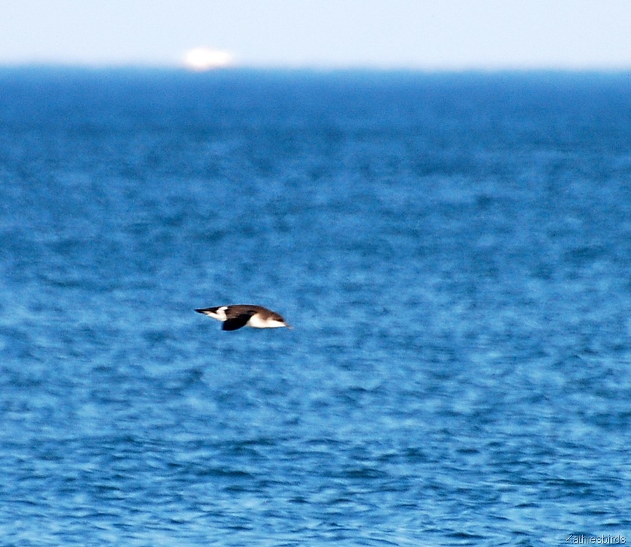 [3.%2520flying%2520penquin-kab%255B3%255D.jpg]