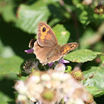 photoIMG_3523.jpg