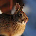 Bunny Rabbit