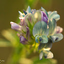 Bush Clover