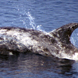 Grampus (rizzo's dolphin)