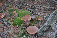 20120812_0005_N_PrarieLink.JPG Photo