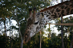 Giraffe, San Diego Zoo