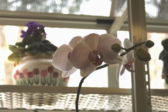 [Orchid36.jpg]