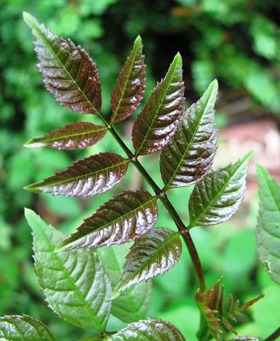 [20120610%2520Metre%2520young%2520ash%2520leaves%2520%25284%2529%255B3%255D.jpg]