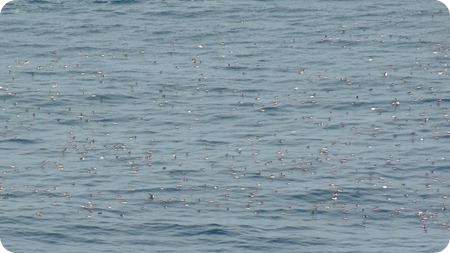 Common Murre