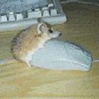 464.gif