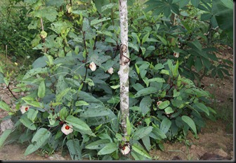 IMG_4890 IMG_4890