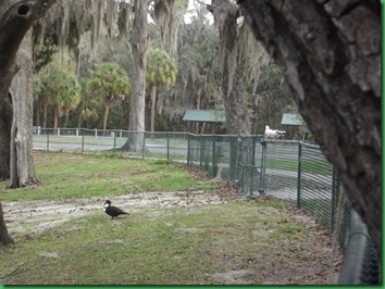 roosting on the fence